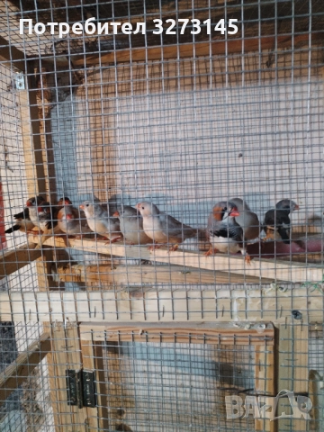 Свободни корели, розели, амадинки, диамантени гугутки и Скумрйки! , снимка 4 - Папагали - 52871472