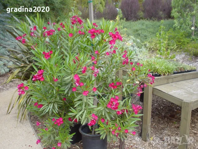Олеандър - Зокум Налични 5 вида , снимка 9 - Разсади - 45967688