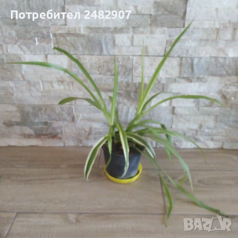 "Хлорофитум" , снимка 2 - Стайни растения - 51149091