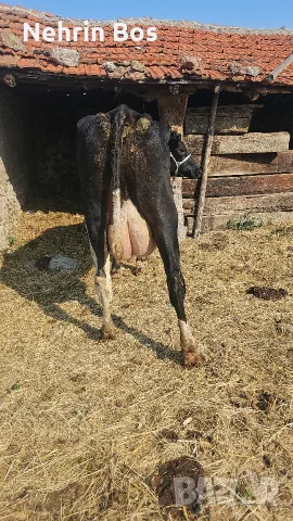krava na 3 tele momenta sls 25 28 litra mlako moje barter sls drugi jivotni , снимка 2 - Крави - 55967270