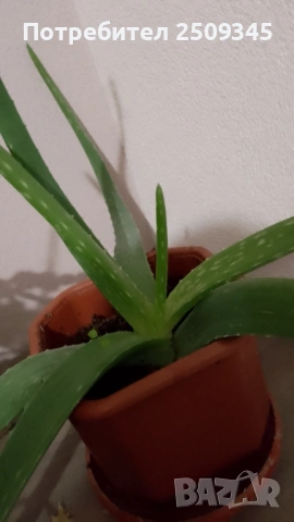 Алое вера, снимка 2 - Стайни растения - 34164800