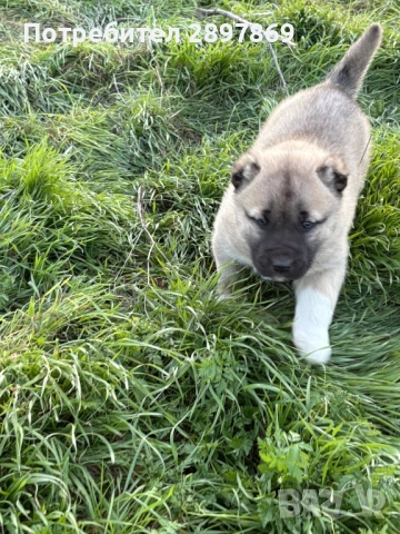 Женско кангалче, снимка 4 - Кангал - 52967468