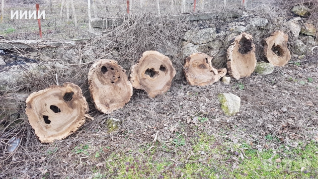 Шайби от орех