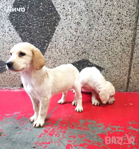 продавам женски лабрадори 