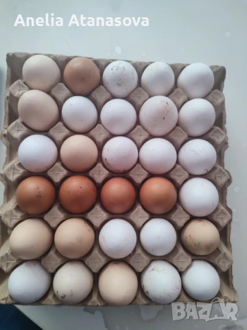 домашни пилета и яица, снимка 1