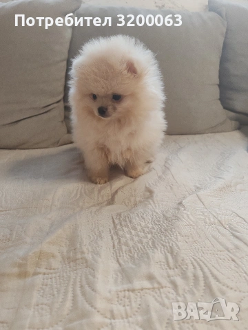 Померан мини мъжки , снимка 3 - Померан - 53726000