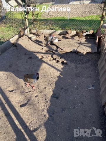 Сребърни фазани, снимка 2 - други­ - 52949007