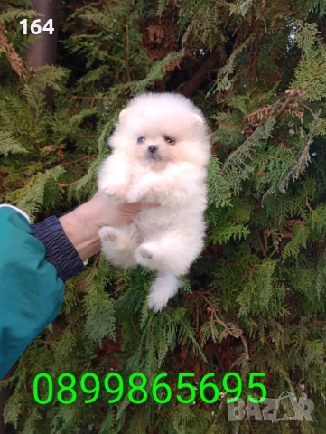 Миниатюрна. Померан. Реални снимки от 19.12.25 г., снимка 6 - Померан - 52809073