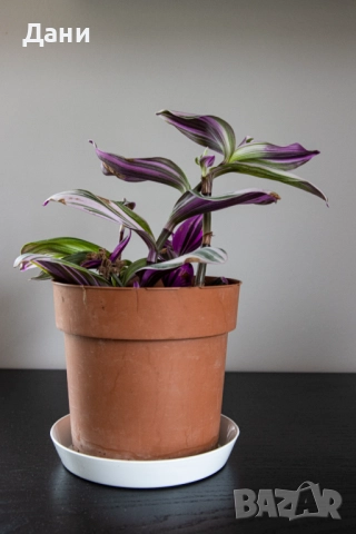 🌸 Tradescantia Nanouk – в момента цъфти - 4+ растения в саксия 🌿