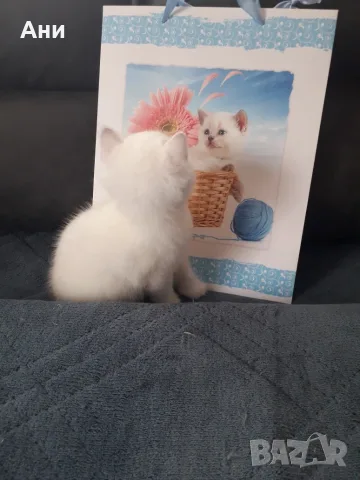 КОТЕНЦЕ КАТО  ОТ РЕКЛАМА, снимка 7 - Британска късокосместа - 56551029
