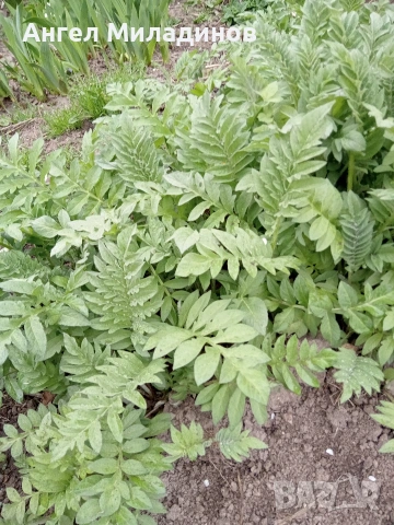 Левзея, снимка 2 - Градински цветя и растения - 54169114