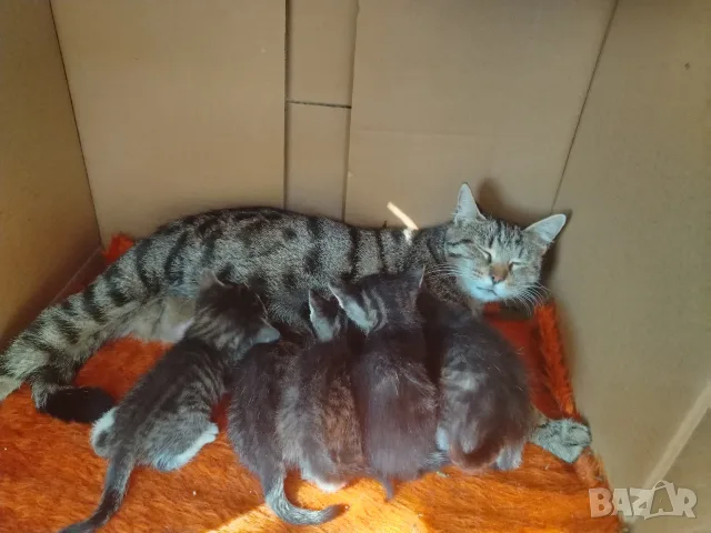 5 сладки бебенца котенца, снимка 13 - Други - 56375049