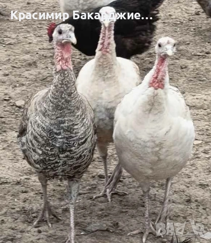 Продавам оплодени пуешки яйца, снимка 2 - Кокошки и пуйки - 54166739