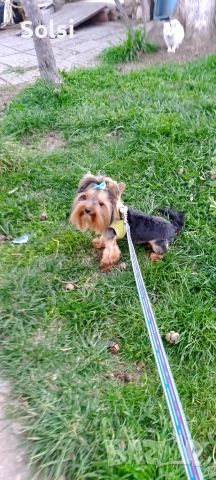 мини йорки , снимка 12 - Йоркширски териер - 52829227