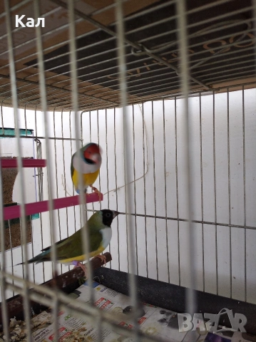 Гулдуви амадини, снимка 3 - Амадини - 54310303