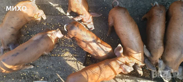 Продавам малки прасенца, снимка 7 - Прасета - 56439336