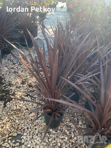 Палми юка червенолистна , снимка 3 - Градински цветя и растения - 50599172