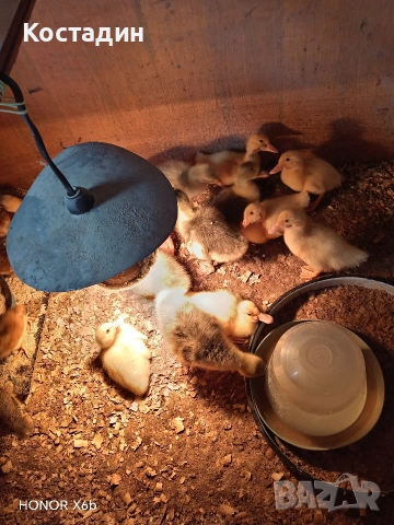 Пекински патета и гъсета 