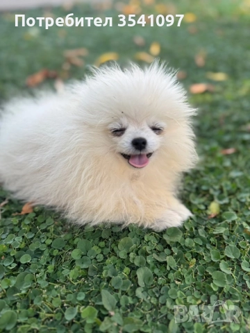 Продавам мини шпиц , снимка 2 - Немски шпиц - 51705534