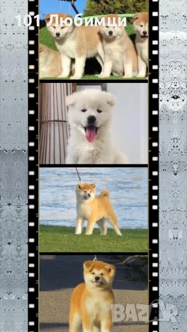 Японска аките ину