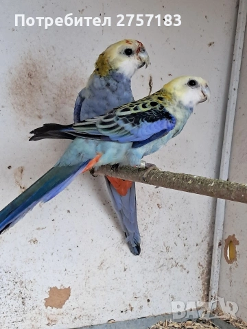 продавам чифт белоглава розела, снимка 4 - Папагали - 54003221