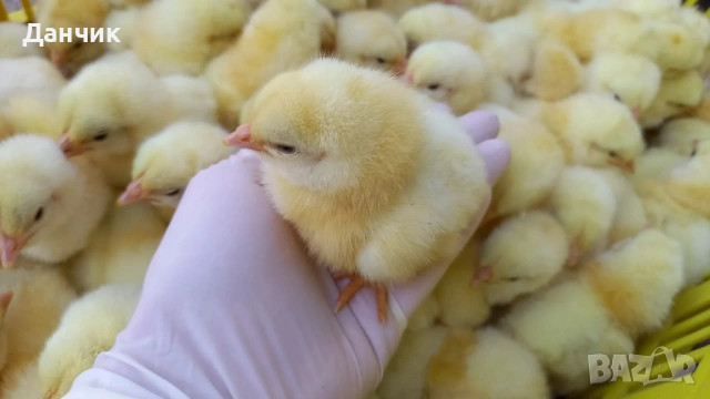 Еднодневни пилета , снимка 2 - Кокошки и пуйки - 53936444