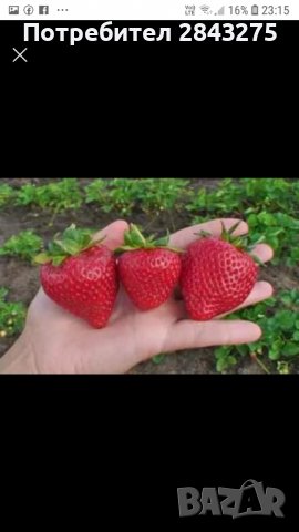 продавам разсад ягоди, снимка 4 - Сортови семена и луковици - 39922208