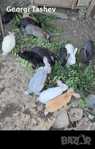Продавам зайци , снимка 2 - Други - 52407514
