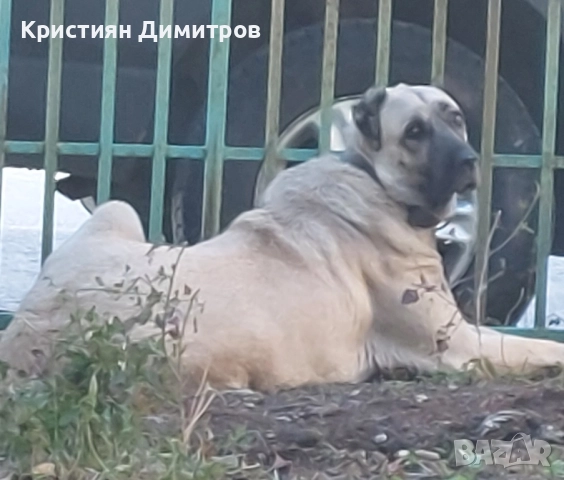 Продават се .Чистокръвни кангалчета ., снимка 2 - Кангал - 52367410