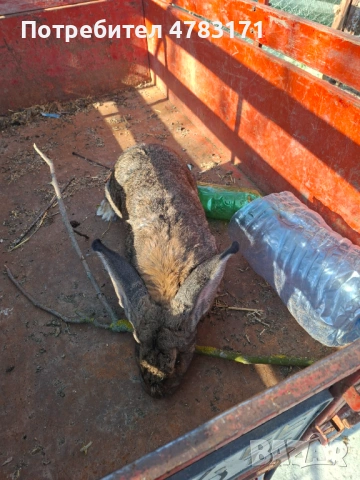 Зайци пеперуда и великан, снимка 6 - Други животни - 54326738