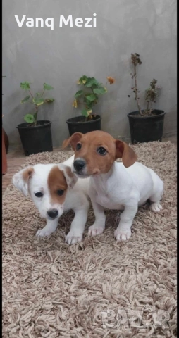 мини Джак Ръсели, снимка 4 - Джак ръсел териер - 52791913