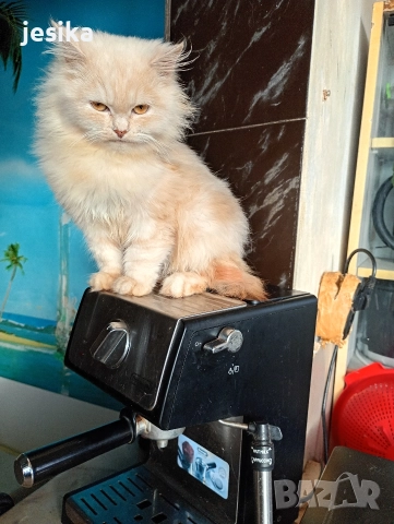 персийски на 4месеца , снимка 3 - Персийска - 52840492