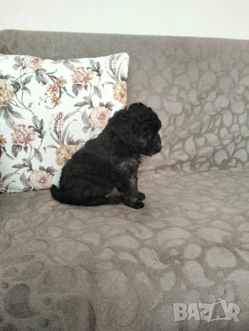 пудел той сребърен , снимка 3 - Пудели - 52906941