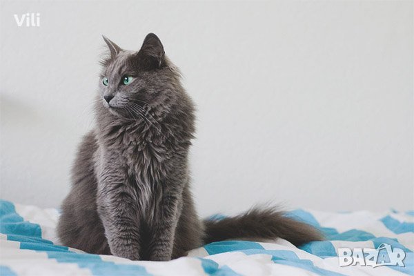Синя Руска Перла -" Arkhangelsk "-/ Nibelungs /, снимка 6 - Руска синя котка - 38991601