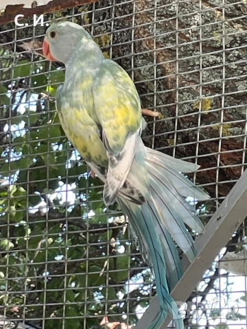 Различни видове папагали , снимка 7 - Папагали - 51972963