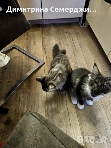 Мейн куун котенца 