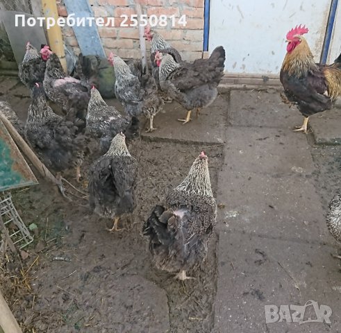 Оплодени яйца от породисти Катунски кокошки, снимка 12 - Кокошки и пуйки - 27672918