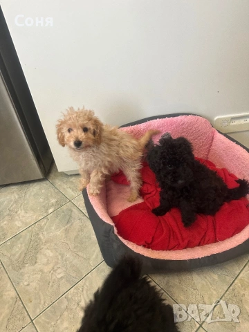 Мини пуделчета, снимка 17 - Пудели - 52762580