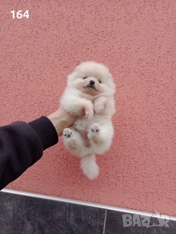 Женски Померани. Момичета. Снимки от 23.12.25 г., снимка 2 - Померан - 52809054