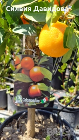 Кукле, Каламондин, снимка 3 - Градински цветя и растения - 51841837