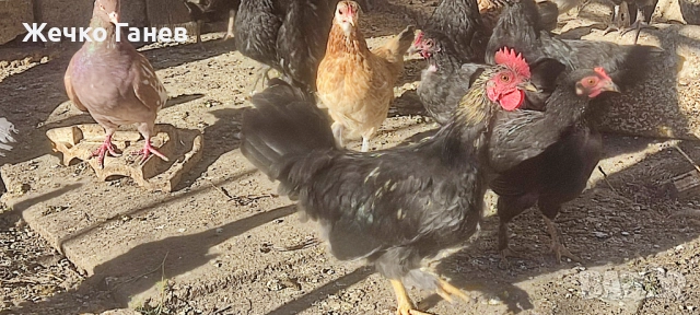 Декоративни кокошки, снимка 3 - други­ - 52264934