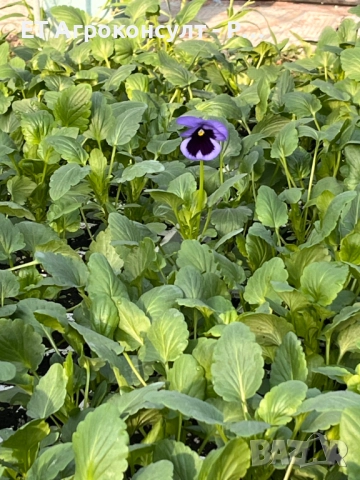 Разсад Теменужки различни цветове, снимка 3 - Разсади - 52131129