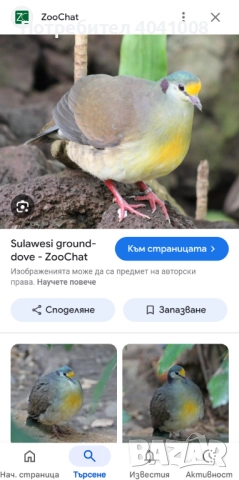 Продавам Егзотични гълъби , снимка 8 - Гълъби - 52808966