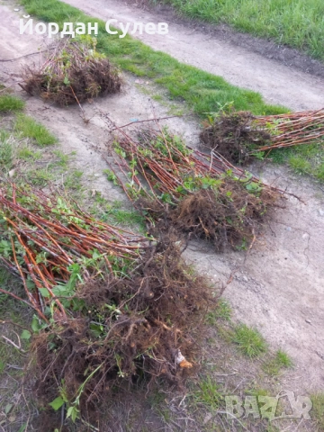 Разсад Малини ягоди на уникални цени , снимка 2 - Разсади - 52312183