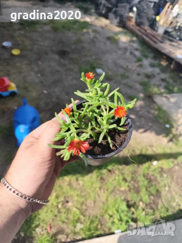 Делосперма лилава / Delosperma Cooperi table mountain / Налични 3 цвята, снимка 6 - Разсади - 49967244