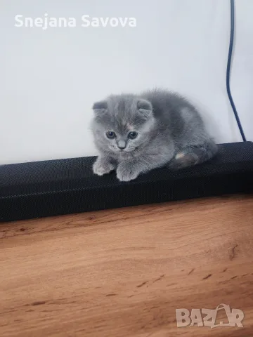 Прекрасни Шотландски Клепоухи котенца (Scottish Fold), снимка 14 - Други - 56071434
