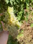 🍇 Продавам качествено грозде Болгар, Мелник 55 и Широка мелнишка – директно от производител, снимка 1