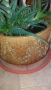 Голяма керамична саксия с алое вера, снимка 2