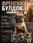 ФРЕНСКИ БУЛДОГ- 2 Ваксини / , снимка 3