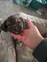 Кученца, на 1 месец, снимка 2